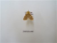 藏品(碎斑黃東燈蛾)的圖片